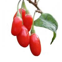 Goji berry extract 20:1 500mg - 100 capsules